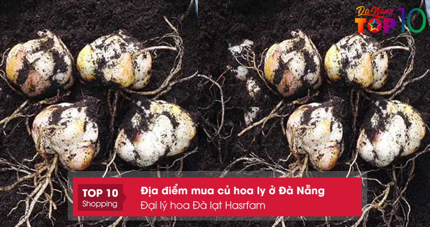 dai-ly-hoa-da-lat-hasrfam-top10danang
