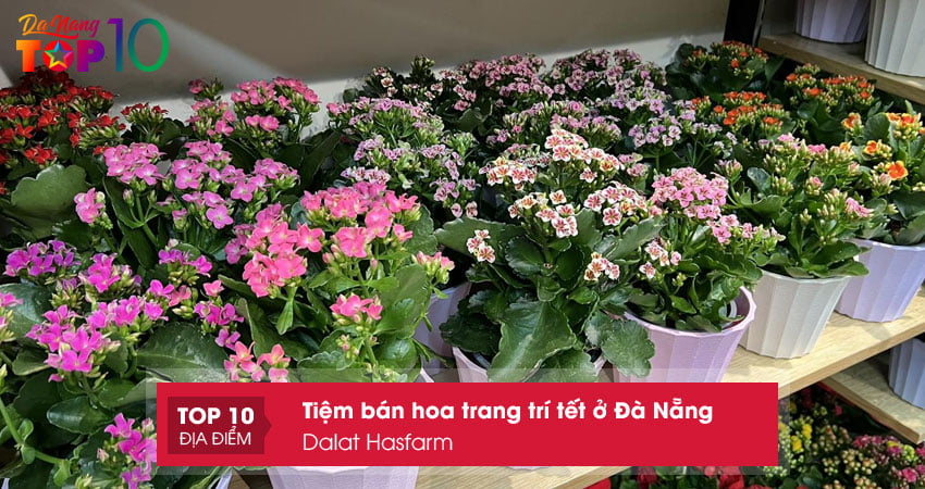 dalat-hasfarm-ban-hoa-trang-tri-tet-o-da-nang-tot-nhat-top10danang