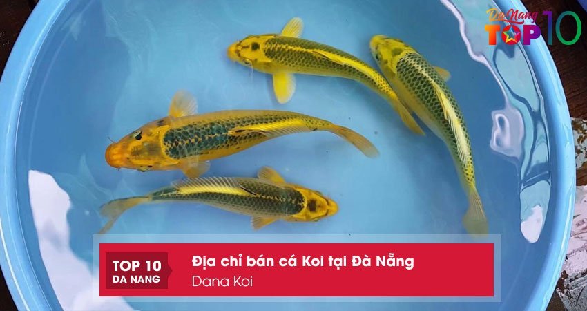 dana-koi-ca-koi-tai-da-nang-chat-luong-nhat-top10danang