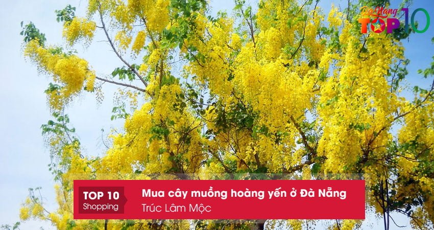 dia-chi-mua-cay-muong-hoang-yen-o-da-nang-truc-lam-moc-top10danang