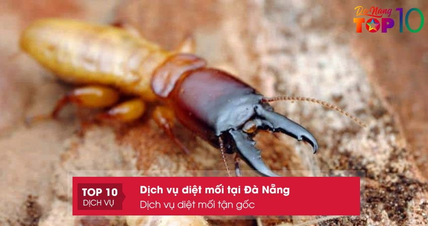 dich-vu-diet-moi-tan-goc-chuyen-diet-moi-tai-da-nang-top10danang