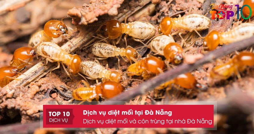 dich-vu-diet-moi-va-con-trung-tai-nha-da-nang-top10danang
