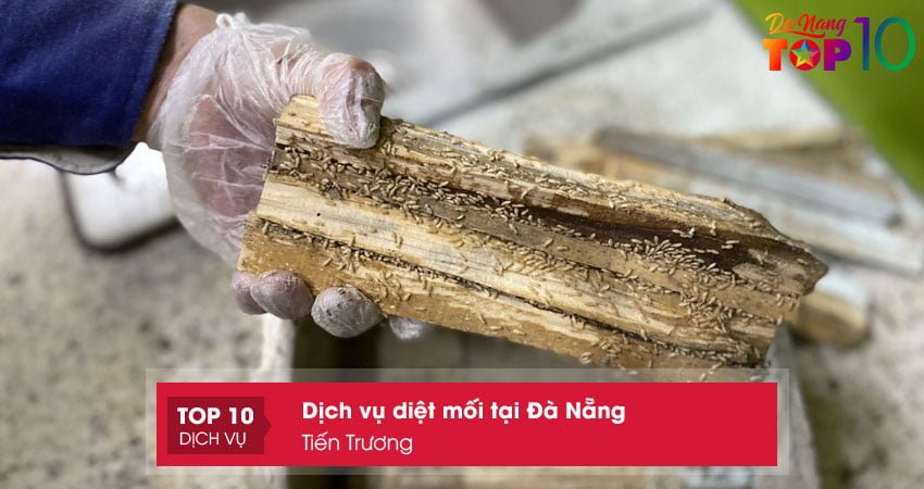 diet-moi-tien-truong-top10danang