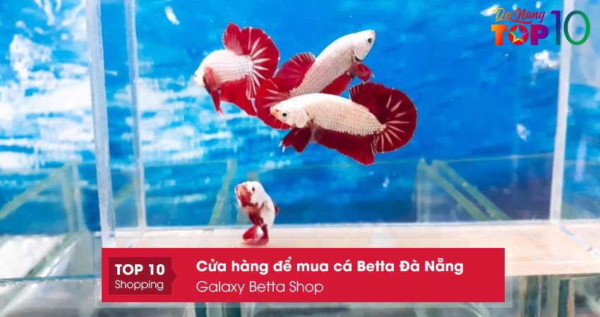 galaxy-betta-shop-top10danang