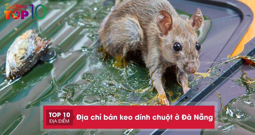 Giải quyết nỗi lo cùng top 5 địa chỉ bán keo dính chuột ở Đà Nẵng
