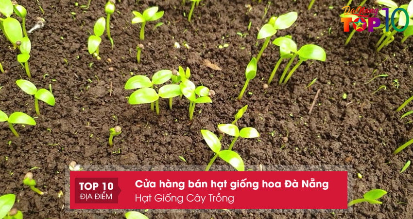 hat-giong-cay-trong-top10danang