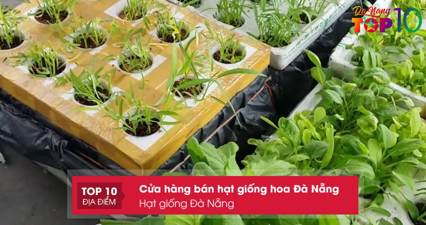 hat-giong-da-nang-chuyen-hat-giong-hoa-tai-da-nang-top10danang