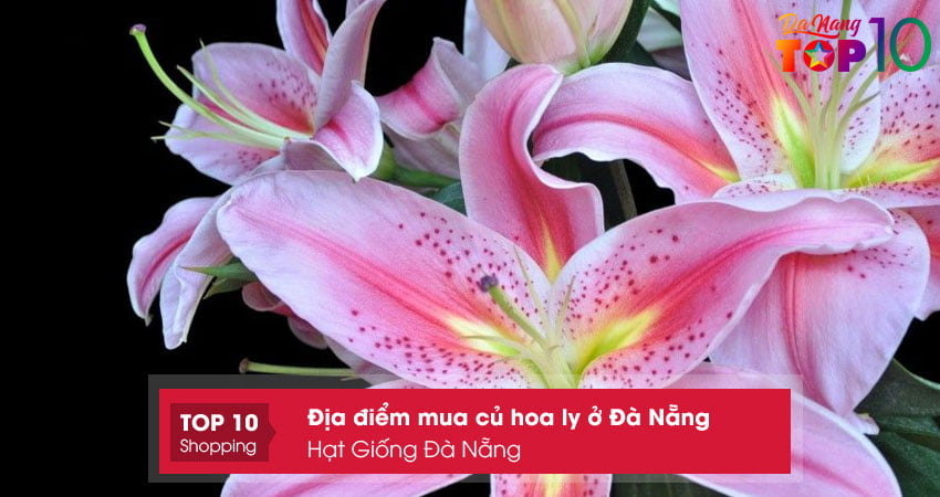 hat-giong-da-nang-top10danang