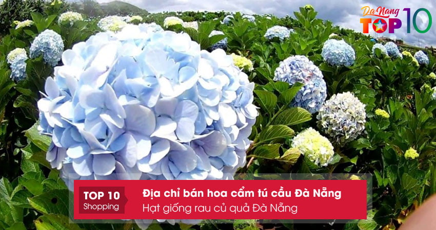 hat-giong-rau-cu-qua-da-nang-dia-chi-ban-hoa-cam-tu-cau-da-nang-top10danang