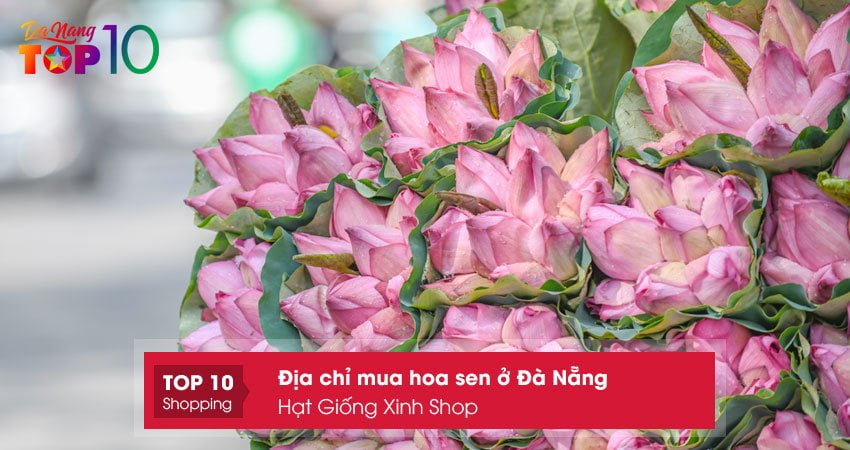 hat-giong-xinh-shop-mua-hoa-sen-o-da-nang-uy-tin-top10danang