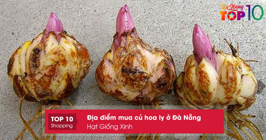 hat-giong-xinh-top10danang