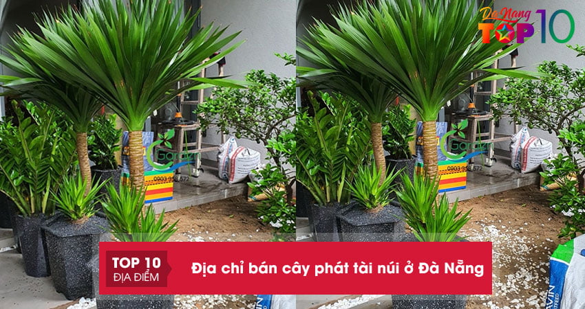 Top 10 địa chỉ bán cây phát tài núi ở Đà Nẵng đẹp rẻ
