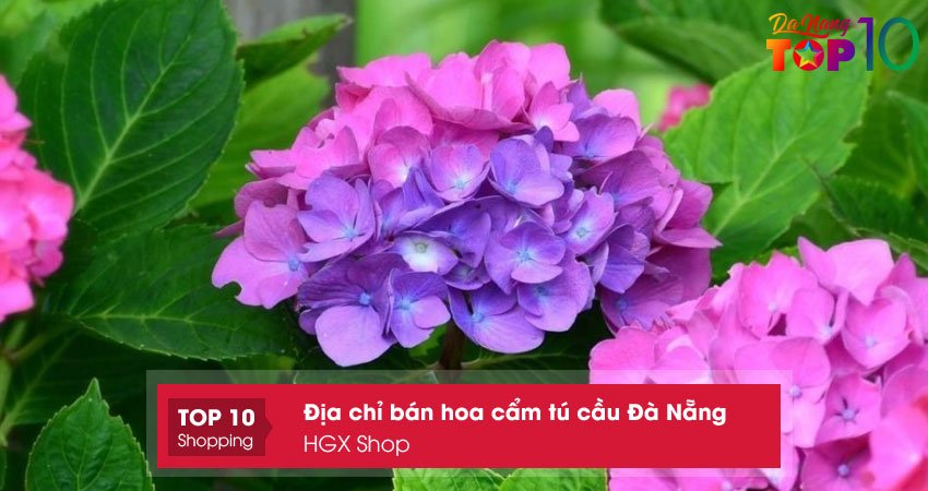 hgx-shop-top10danang