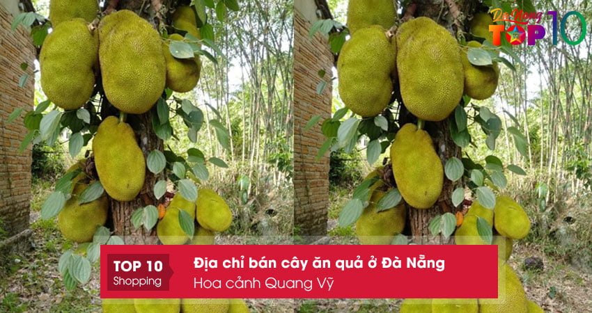 hoa-canh-quang-vy-dia-chi-ban-cay-an-qua-o-da-nang-chat-luongtop10danang