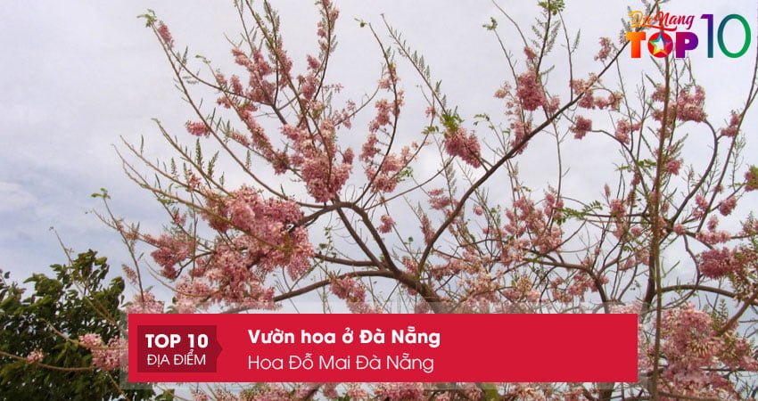 hoa-do-mai-da-nang-top10danang