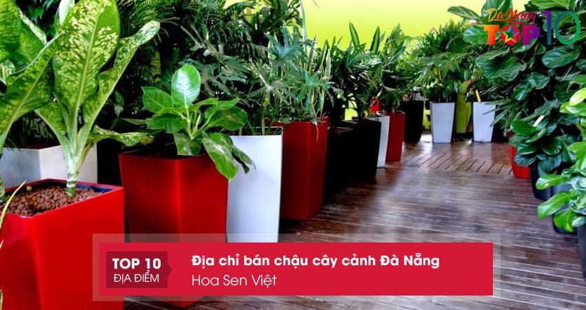 hoa-sen-viet-chau-cay-canh-da-nang-dep-top10danang