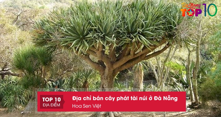 hoa-sen-viet-cong-ty-ban-cay-phat-tai-nui-o-da-nang-gia-re-top10danang