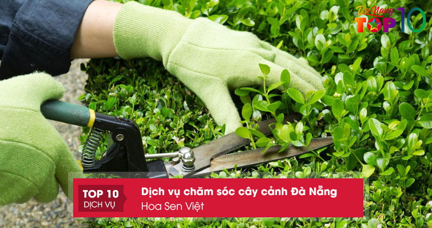 hoa-sen-viet-dich-vu-cham-soc-cay-canh-da-nang-chuyen-nghiep-top10danang