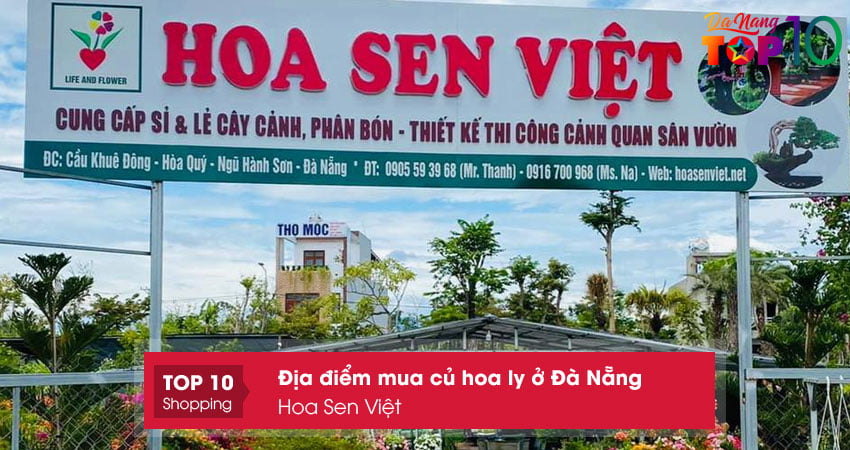 hoa-sen-viet-mua-cu-hoa-ly-o-da-nang-giong-tot-top10danang