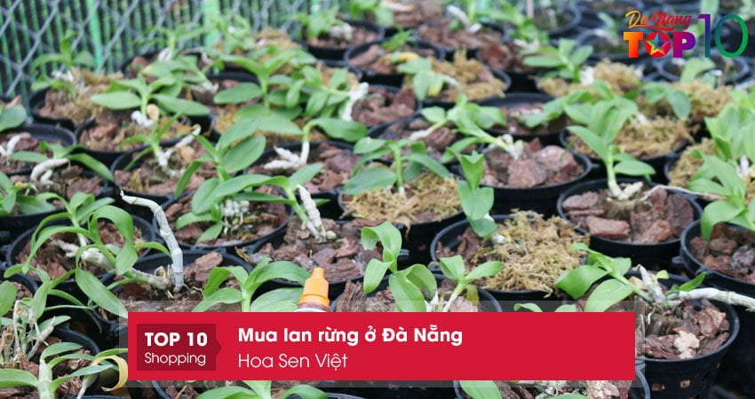 hoa-sen-viet-top10danang