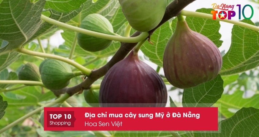 hoa-sen-viet-top10danang