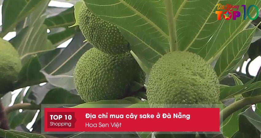 hoa-sen-viet-top10danang-11 hoa-sen-viet-top10danang