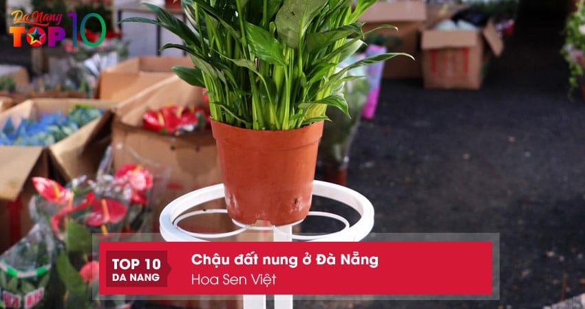 Hoa-sen-viet-top10danang