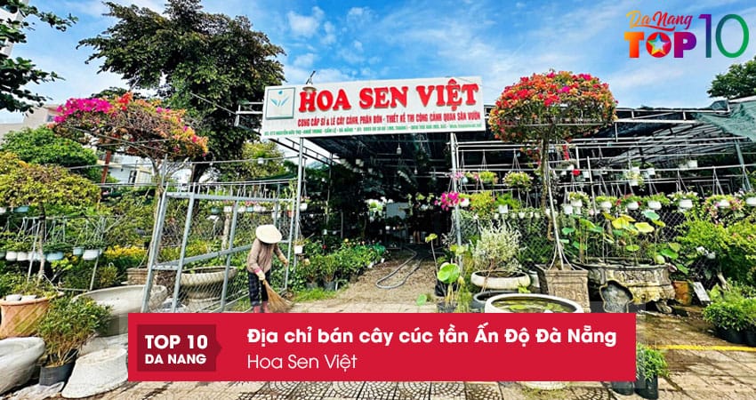 Hoa-sen-viet-top10danang