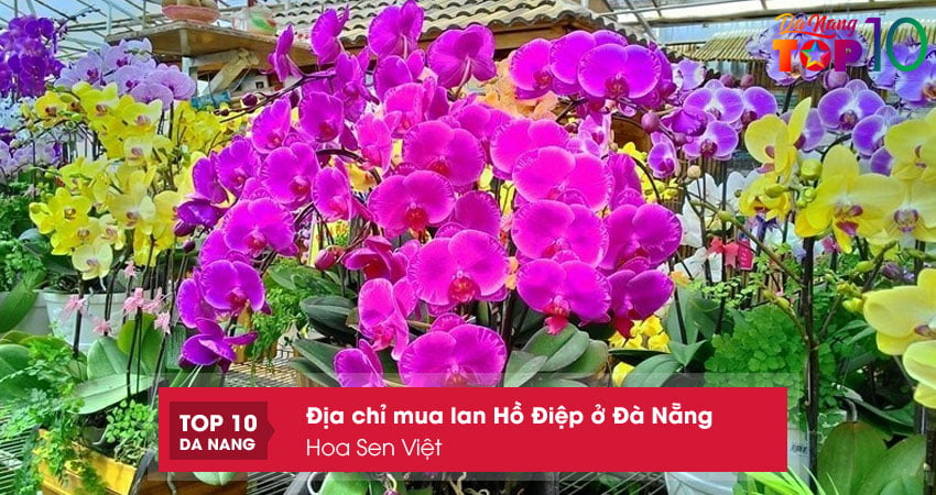 Hoa-sen-viet-top10danang