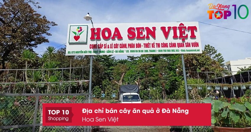 hoa-sen-viet-top10danang