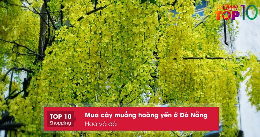 hoa-va-da-top10danang