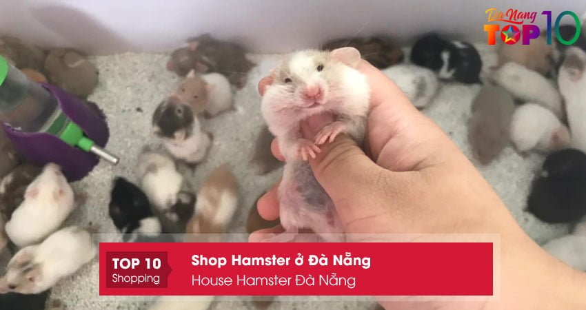 house-hamster-da-nang-top10danang