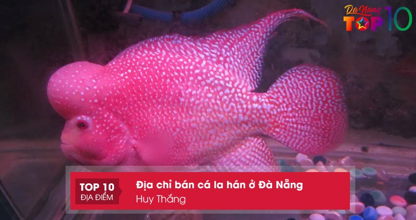 huy-thang-ban-ca-la-han-o-da-nang-da-dang-top10danang