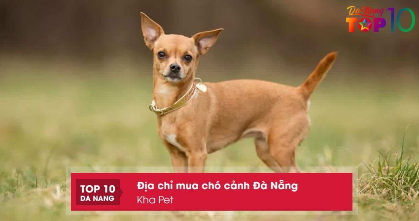 kha-pet-top10danang