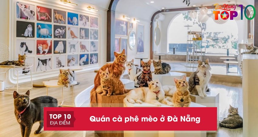 Khám phá ngay 5+ quán cà phê mèo ở Đà Nẵng siêu đáng yêu