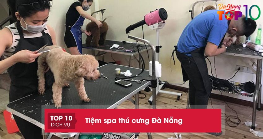 Top 10 tiệm spa thú cưng tại Đà Nẵng dịch vụ uy tín