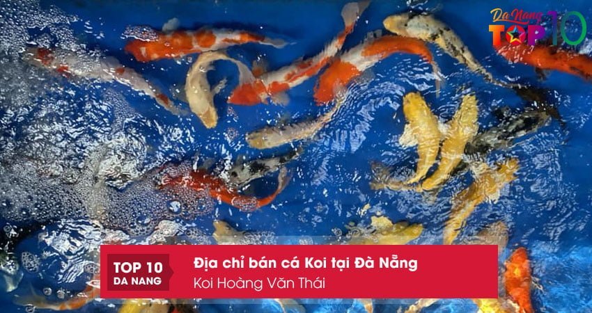 koi-hoang-van-thai-top10danang