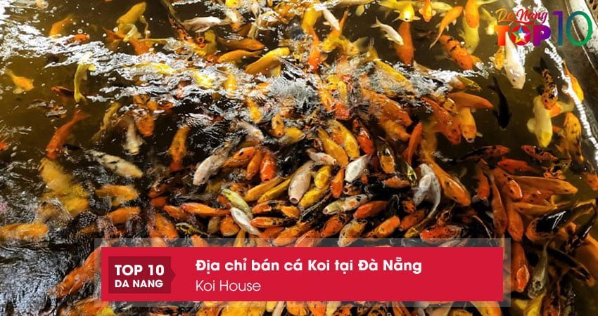 koi-house-top10danang