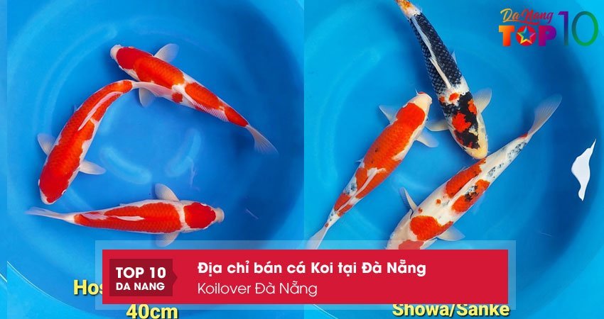koilover-da-nang-top10danang