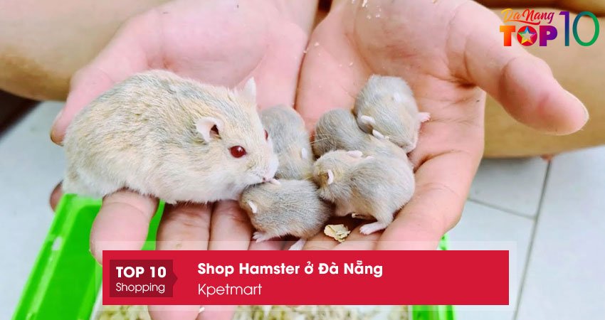 kpetmart-shop-hamster-o-da-nang-noi-tieng-top10danang