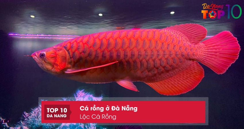 Loc-ca-rong-top10danang