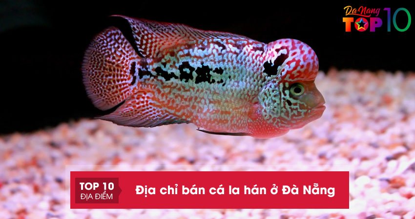 Lưu ngay 10+ địa chỉ bán cá la hán ở Đà Nẵng đầu to, giá rẻ