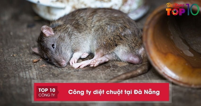 Top 10 công ty diệt chuột tại Đà Nẵng an toàn, chuyên nghiệp