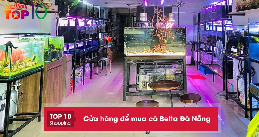 10+ cửa hàng để mua cá Betta Đà Nẵng đẹp, uy tín nhất