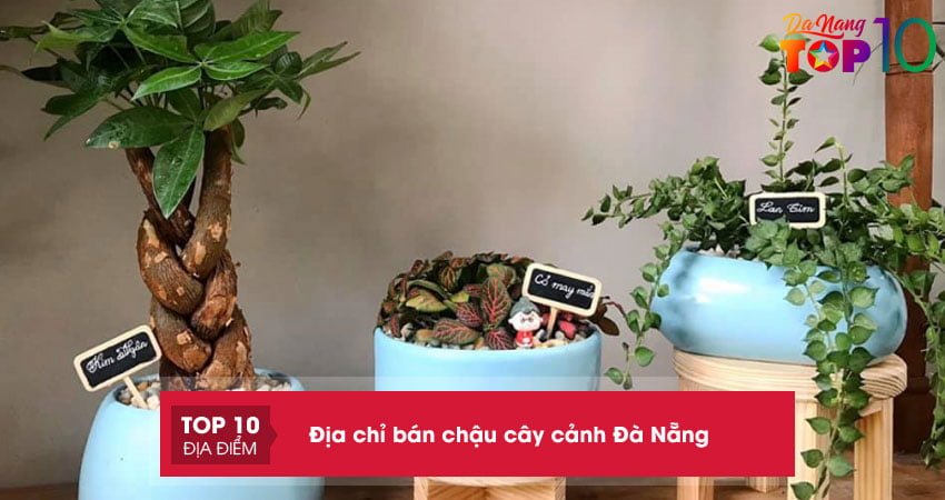 Mách bạn Top 10+ địa chỉ bán chậu cây cảnh Đà Nẵng đẹp giá rẻ