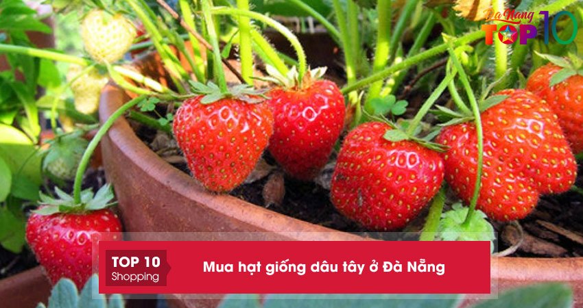 Mua hạt giống dâu tây ở Đà Nẵng | 5+ địa chỉ cung cấp hạt giống tốt