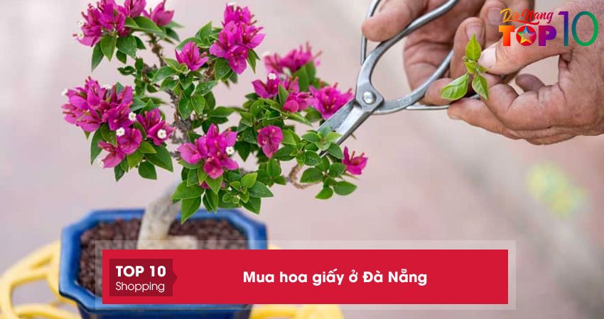 Mua hoa giấy ở Đà Nẵng | 10+ đơn vị bán cây ĐẸP siêng bông