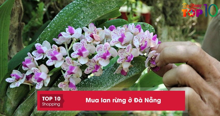 Mua lan rừng ở Đà Nẵng | 10+ địa chỉ bán hoa khỏe đẹp, giá rẻ