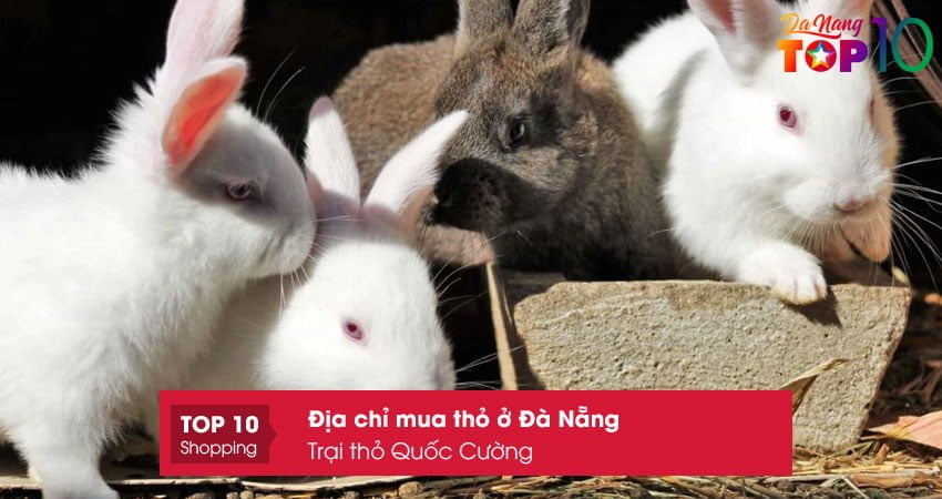 mua-tho-o-da-nang-trai-tho-quoc-cuong-top10danang