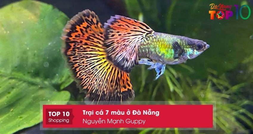 nguyen-manh-guppy-top10danang